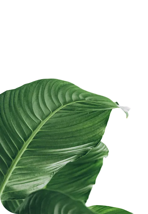 Leaf